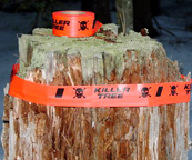 Killer Tree Flagging